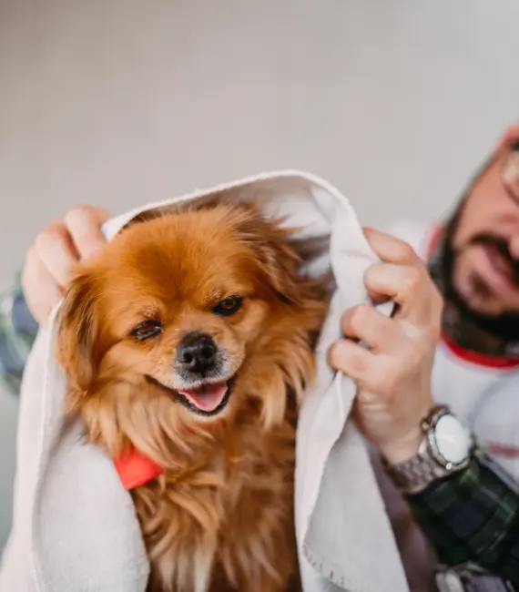 Dog Grooming Services in Minneapolis